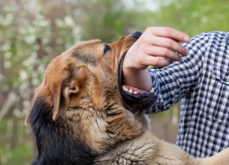 Un cane di grossa taglia morde l’avambraccio di una persona